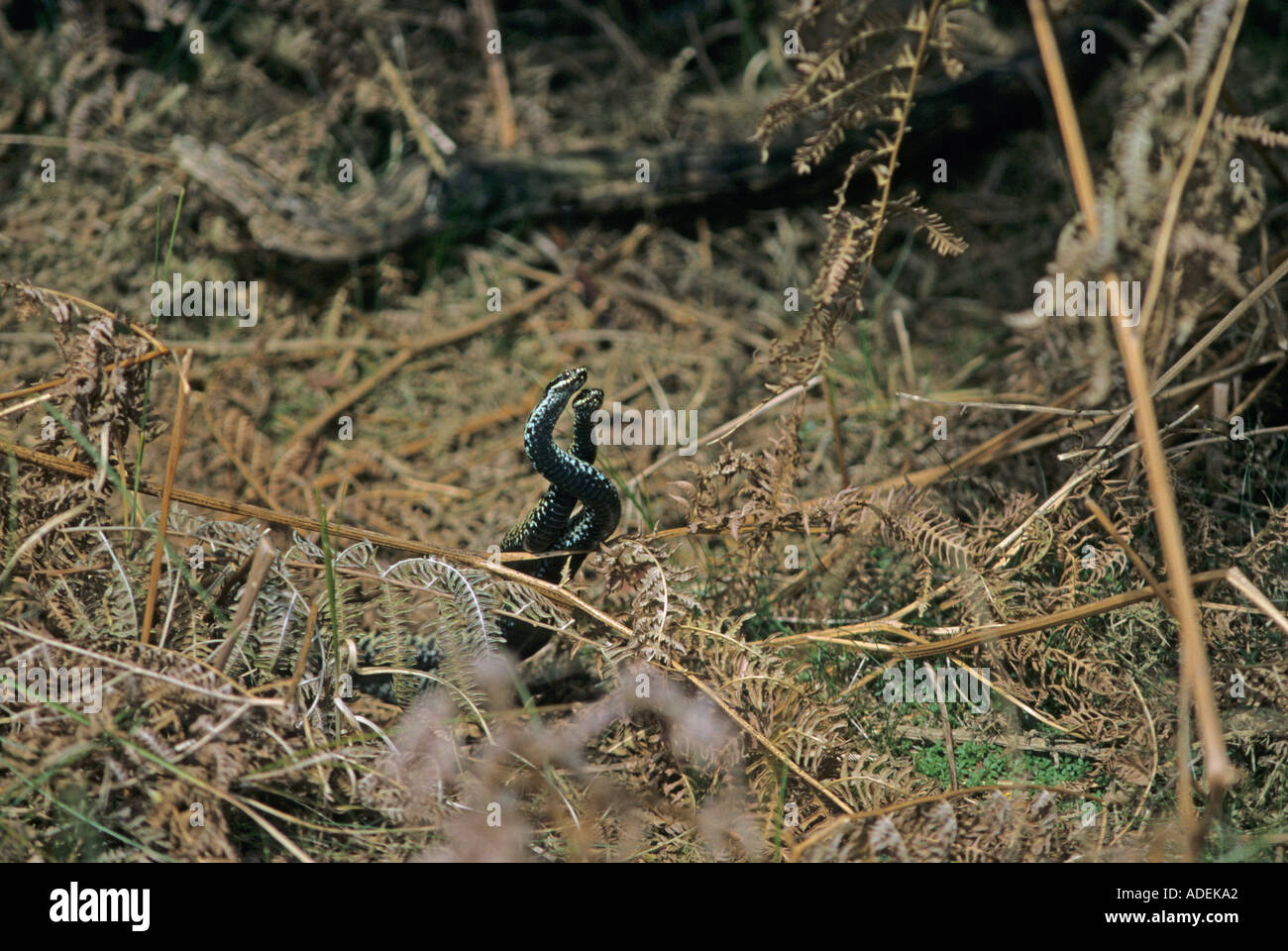 Dancing adders hi-res stock photography and images - Alamy