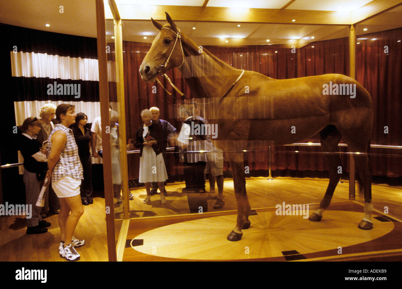 Legendary racehorse Phar Lap, Melbourne museum Stock Photo