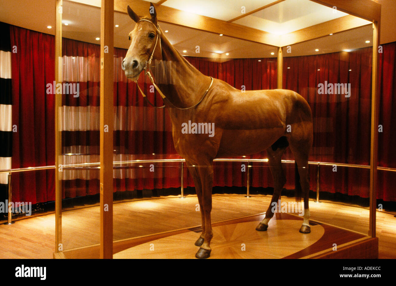 Legendary racehorse Phar Lap, Melbourne museum Stock Photo