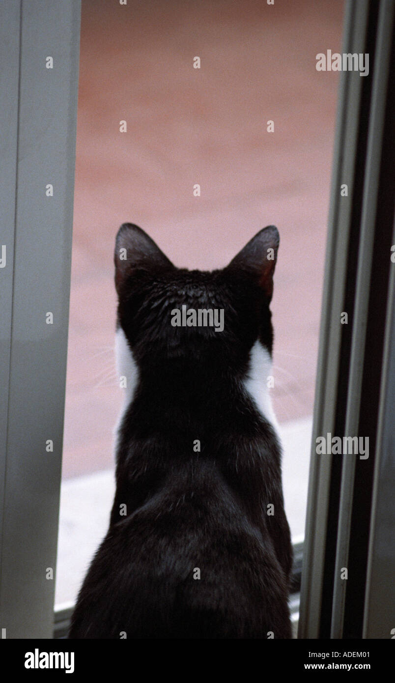 black and white cat watching out of the window Stock Photo - Alamy