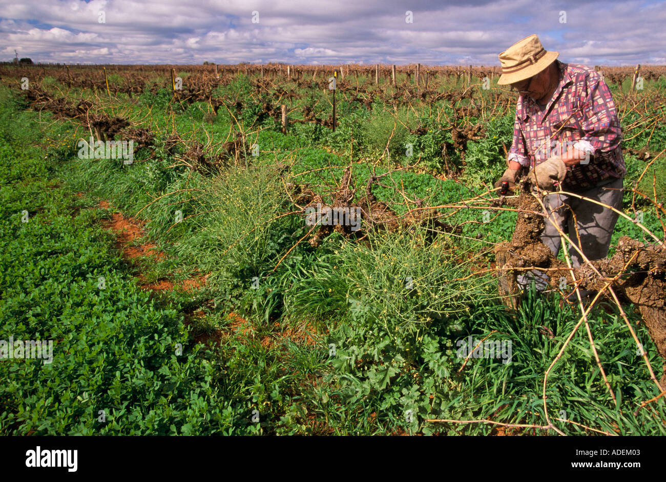 Pruning organic grape vines Stock Photo