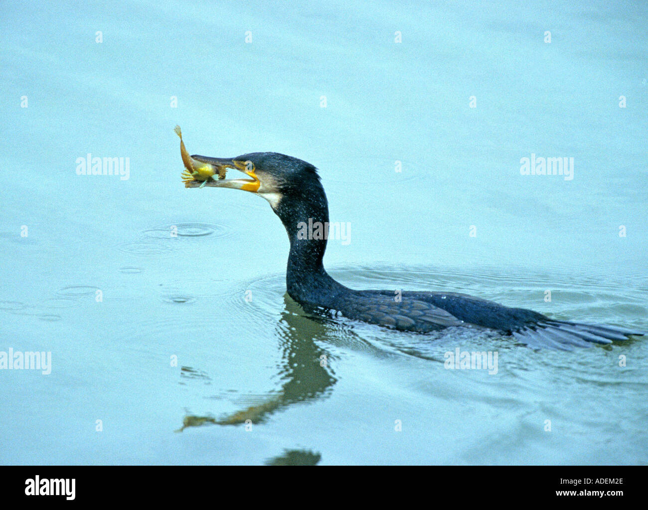 Cormorant with gobie fish in harbour Stock Photo