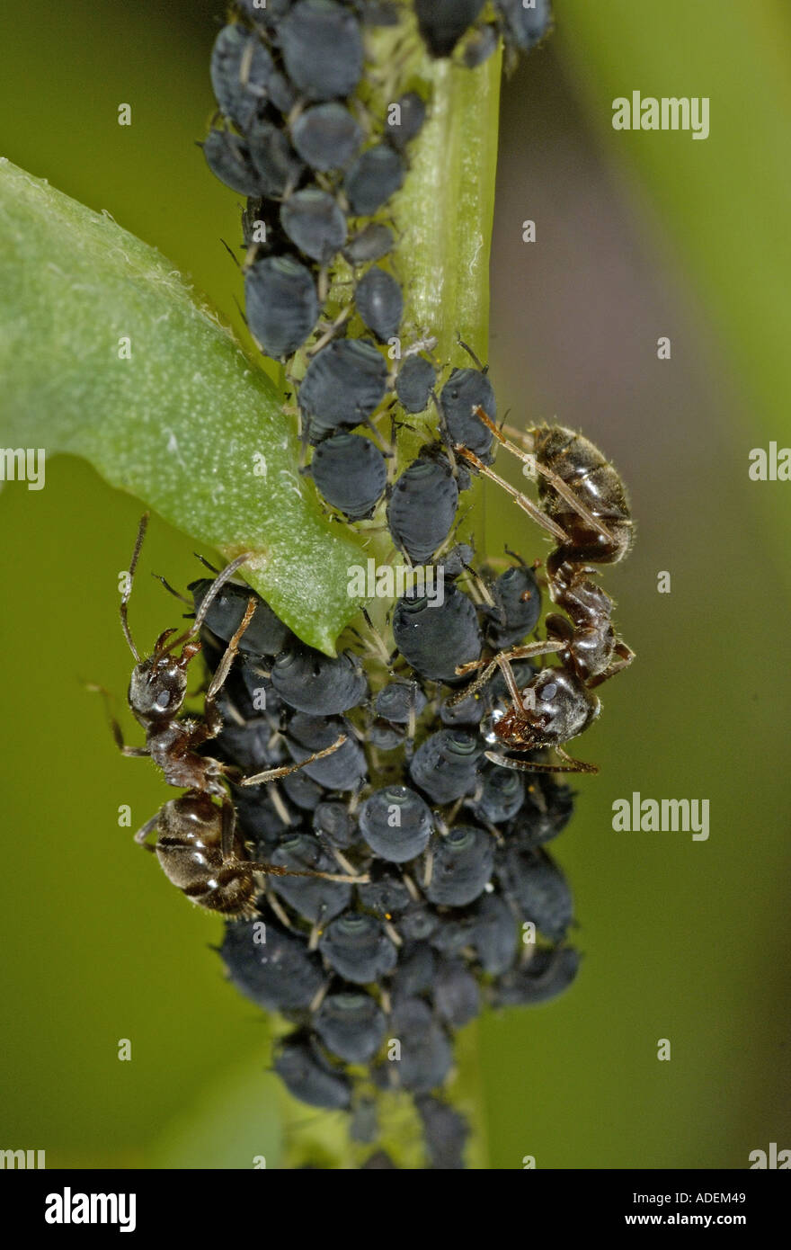 Garden ants milking Black Aphids on flower stem Stock Photo Alamy