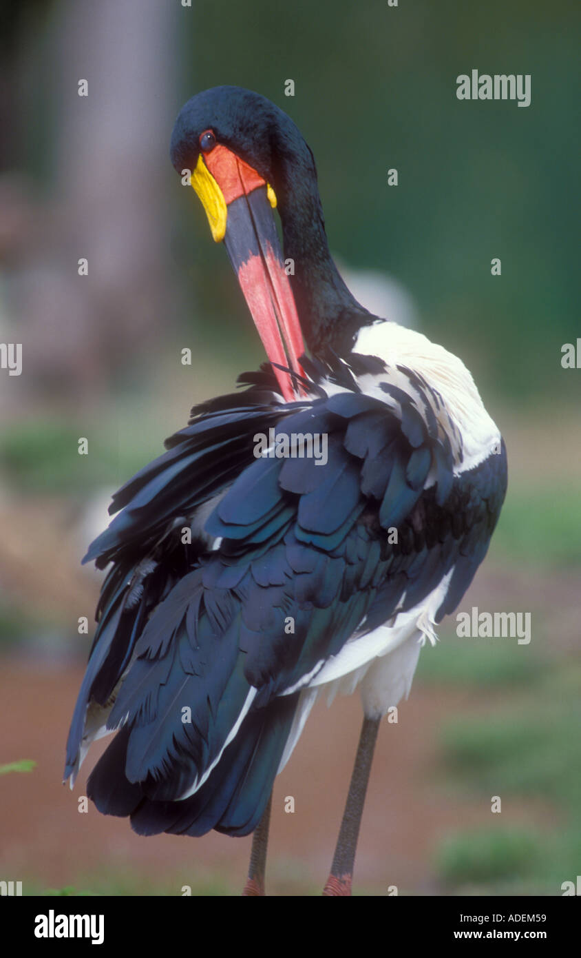 Saddle billed Stork preening with its huge bill Stock Photo