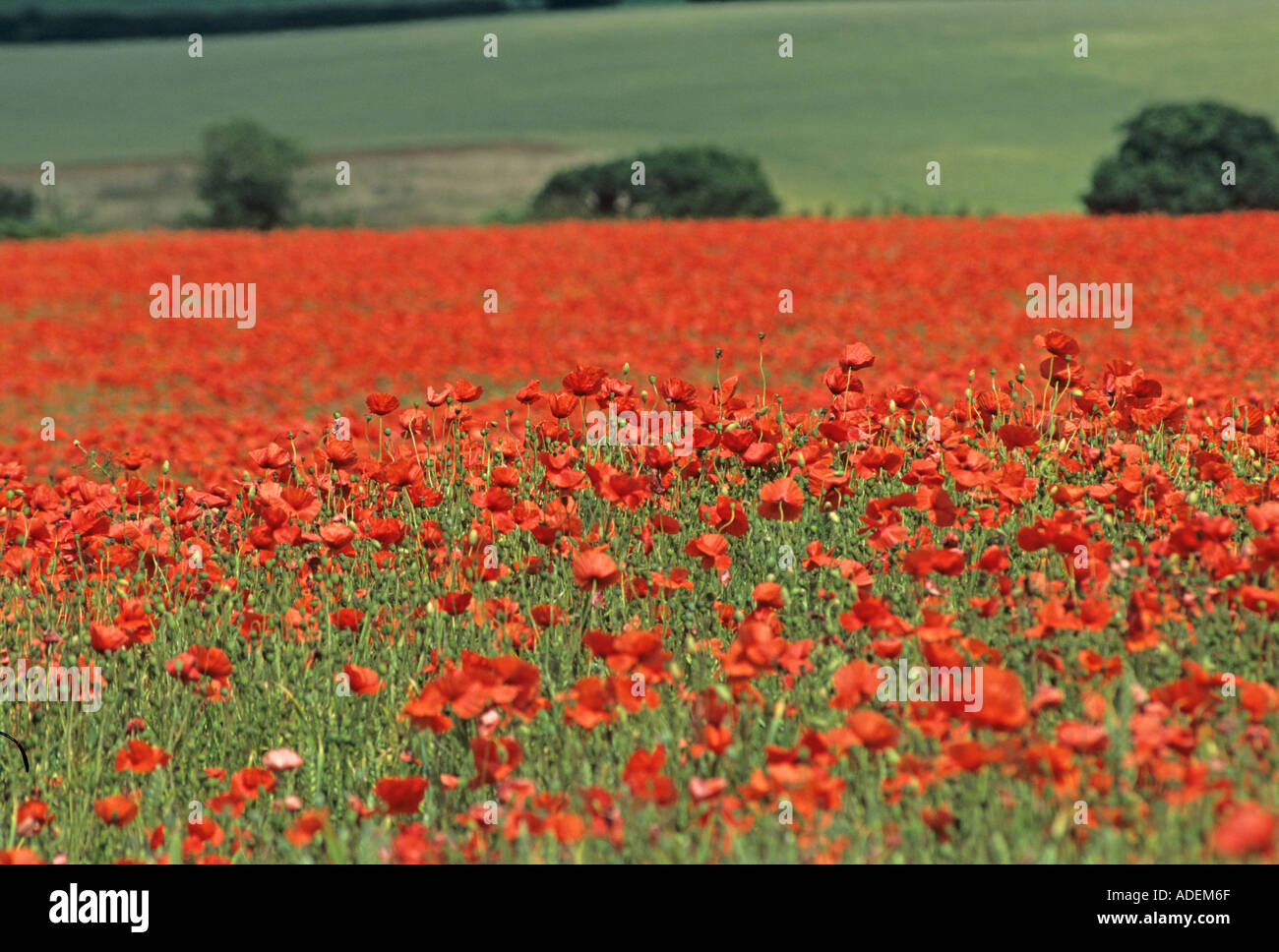 Poppy land in North Norfolk UK Stock Photo