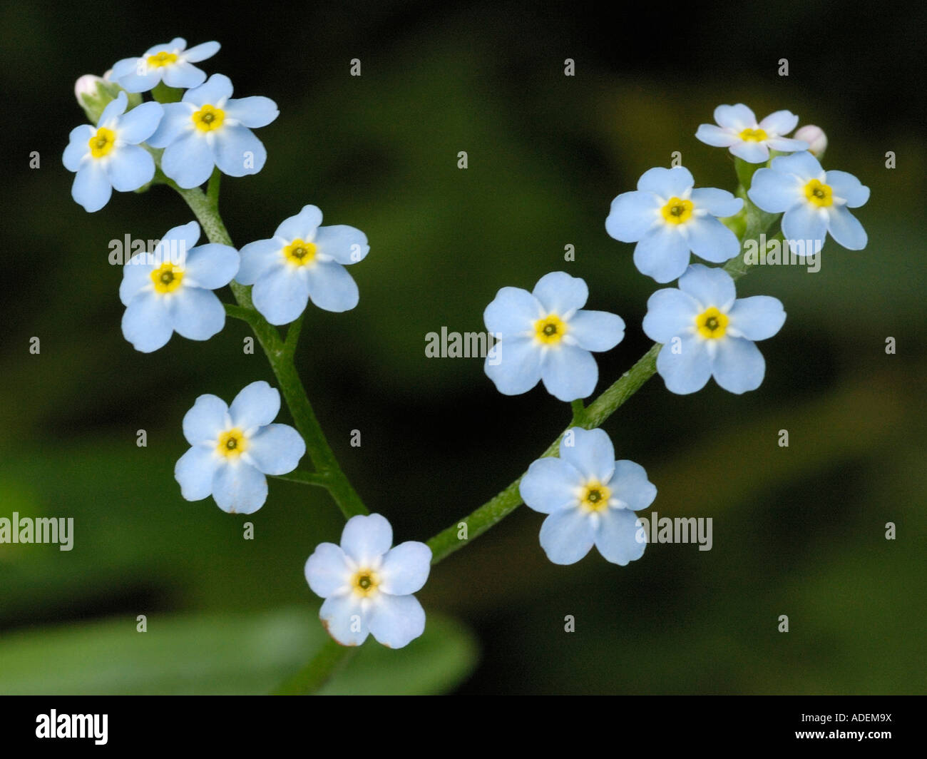 Water Myosotis scorpioides Stock Photo Alamy