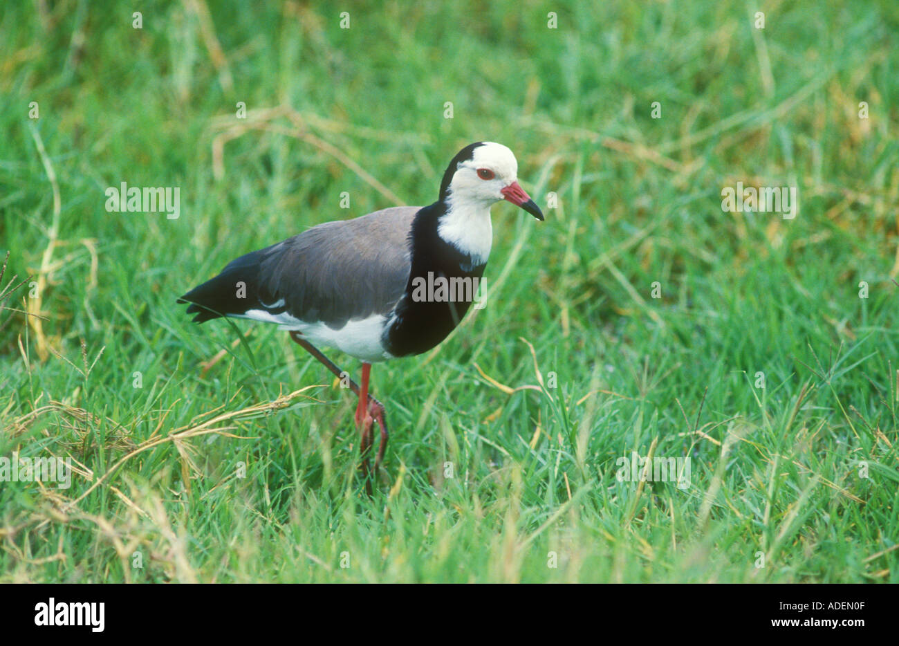 Long toed Plover walking in grass Stock Photo