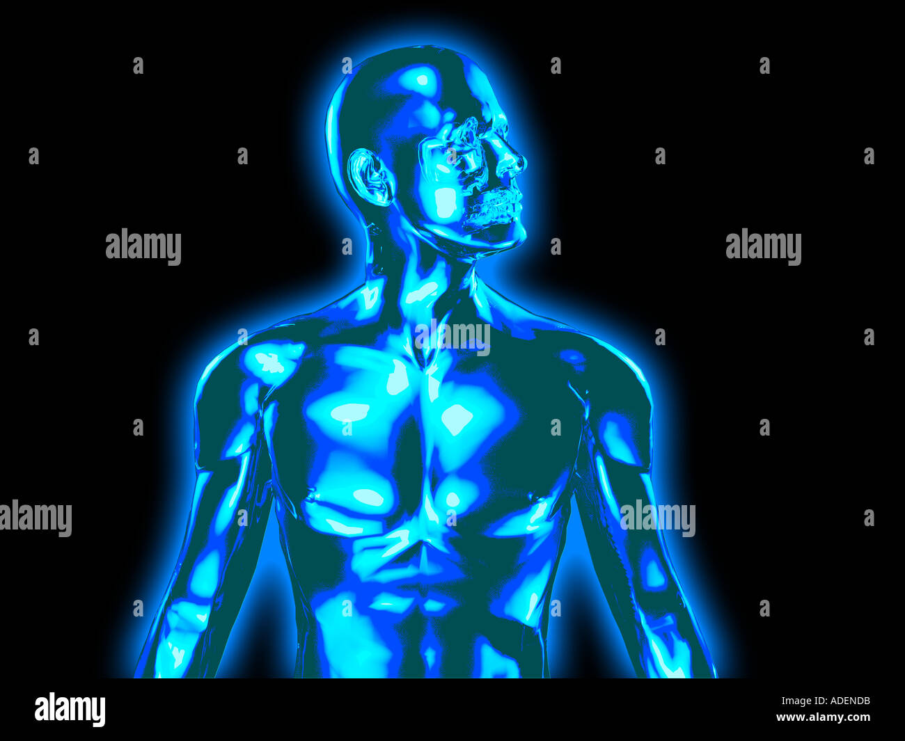 human body transparent xray style computer image of a male upper body ...