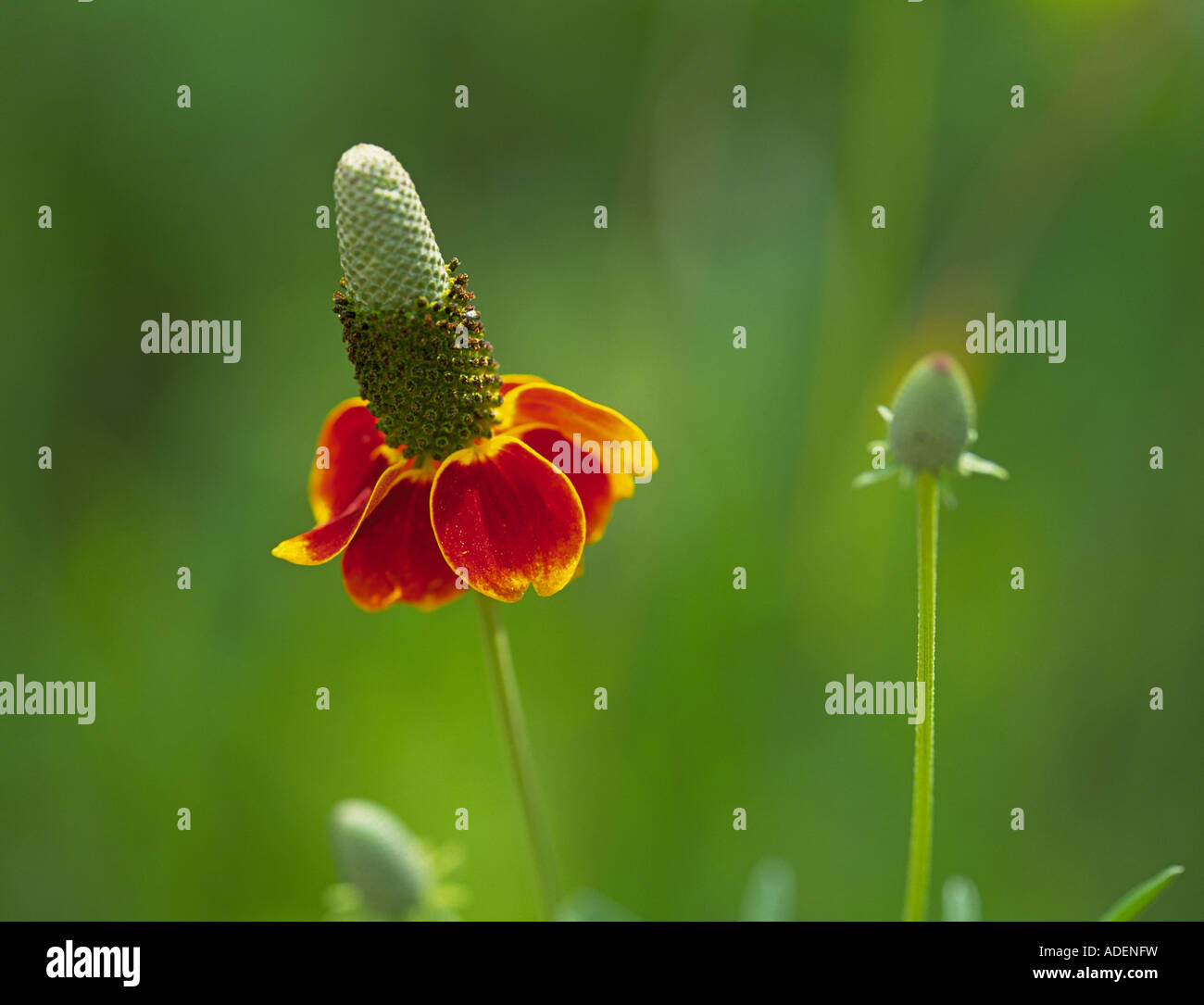 Ratibida columnifera also called Mexican Hat and Upright Prairie Coneflower a common wildlfower Stock Photo