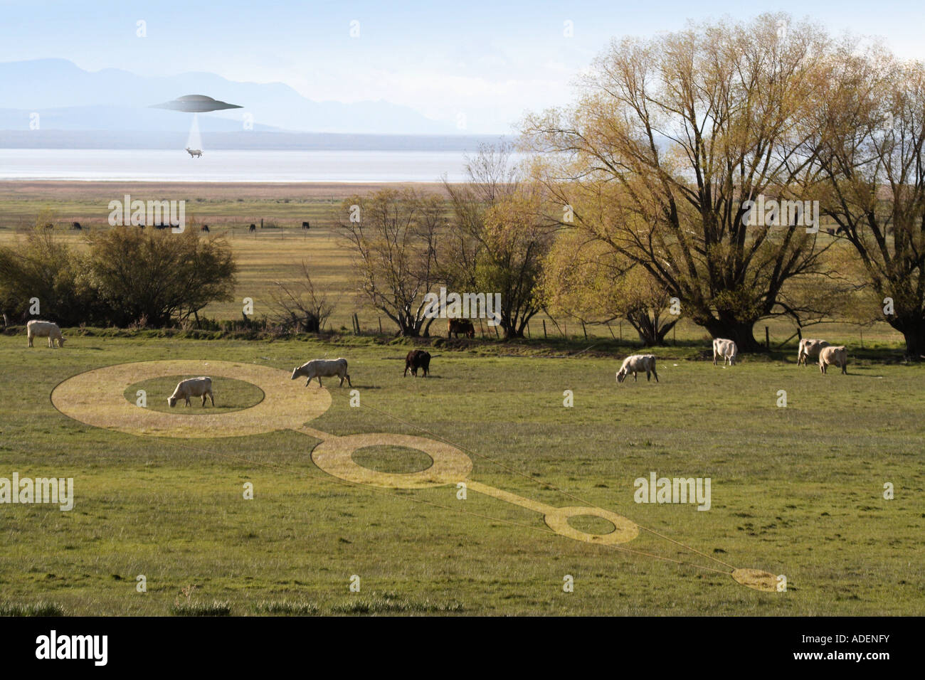Crop Circle with UFO abducting a cow Stock Photo