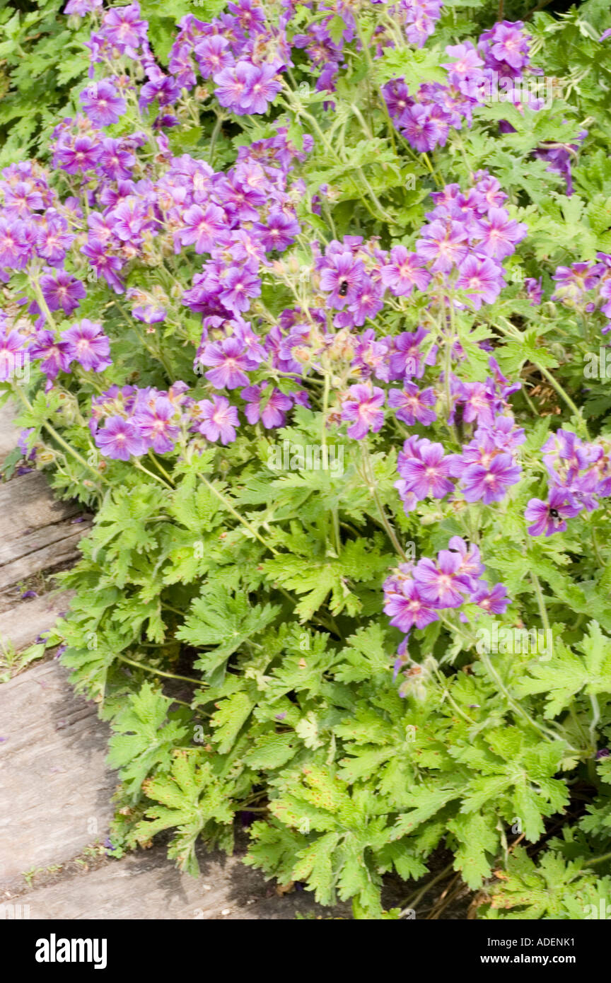 Light violet flowers of Broad Petaled Geranium Geraniaceae Geranium platypetalum Caucasian range Stock Photo