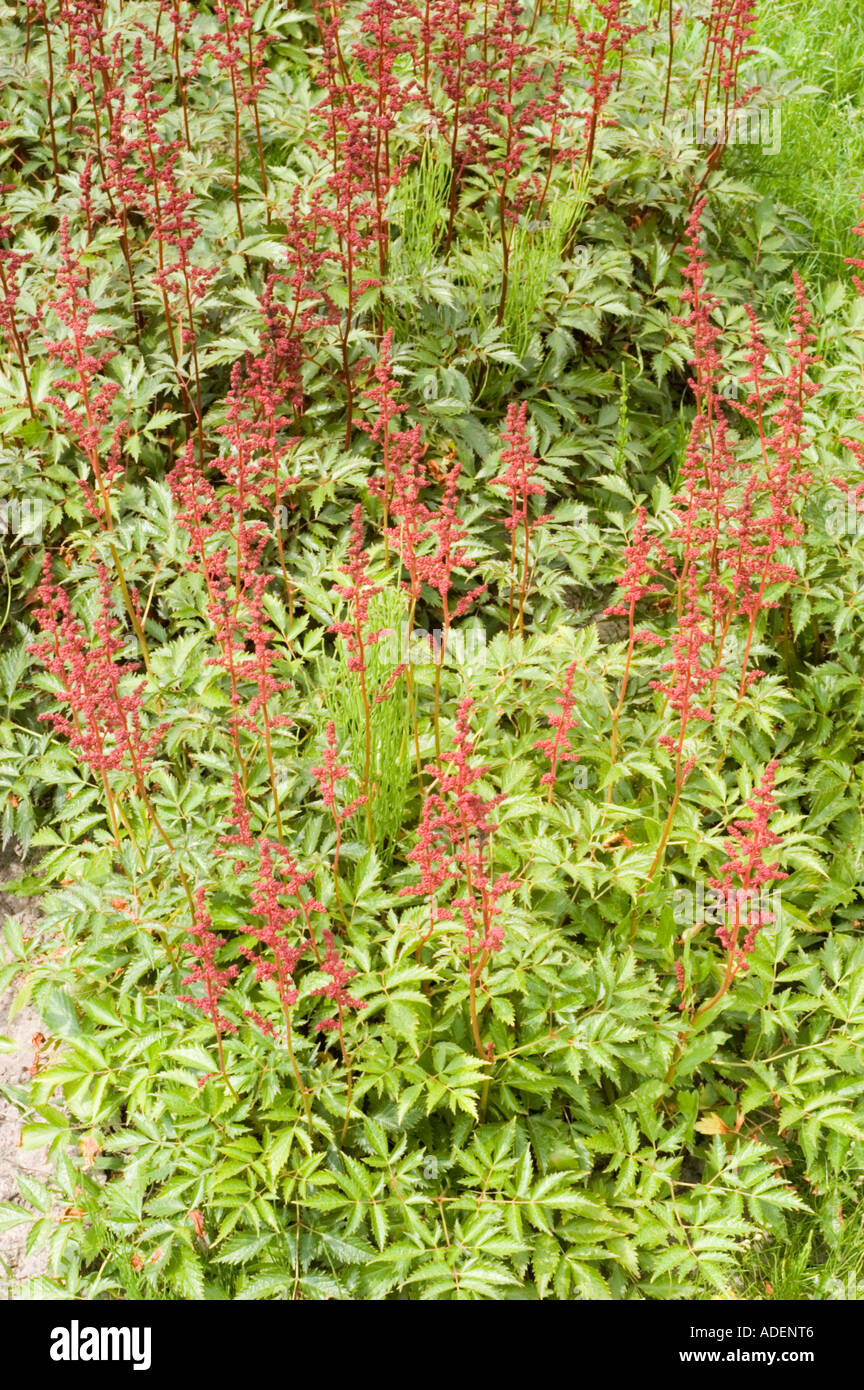 Red flowers of Saxifragaceae Astilbe x arendsii Fanal Stock Photo