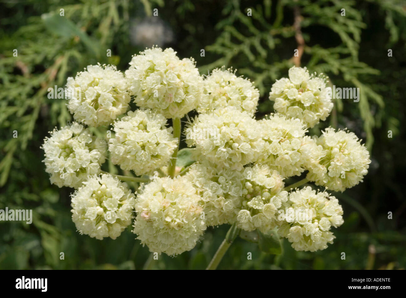 White buckwheat (Eriogonum umbellatum) flowers in the USA. Clusters of creamy white blooms from the Polygonaceae family. Stock Photo