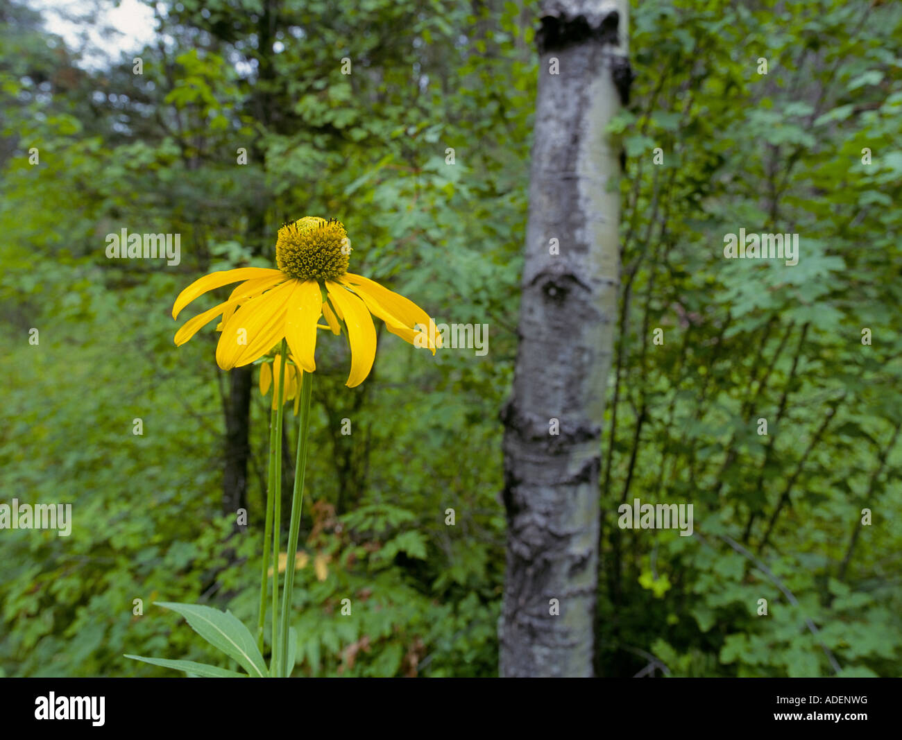 Detail of a yellow coneflower a common wildflower in the Rocky Mountains in an aspen forest, New Mexico. Stock Photo