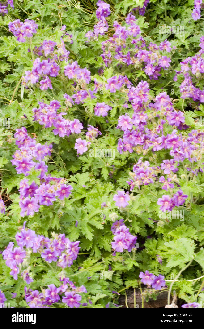 Light violet flowers of Broad Petaled Geranium Geraniaceae Geranium platypetalum Caucasian range Stock Photo