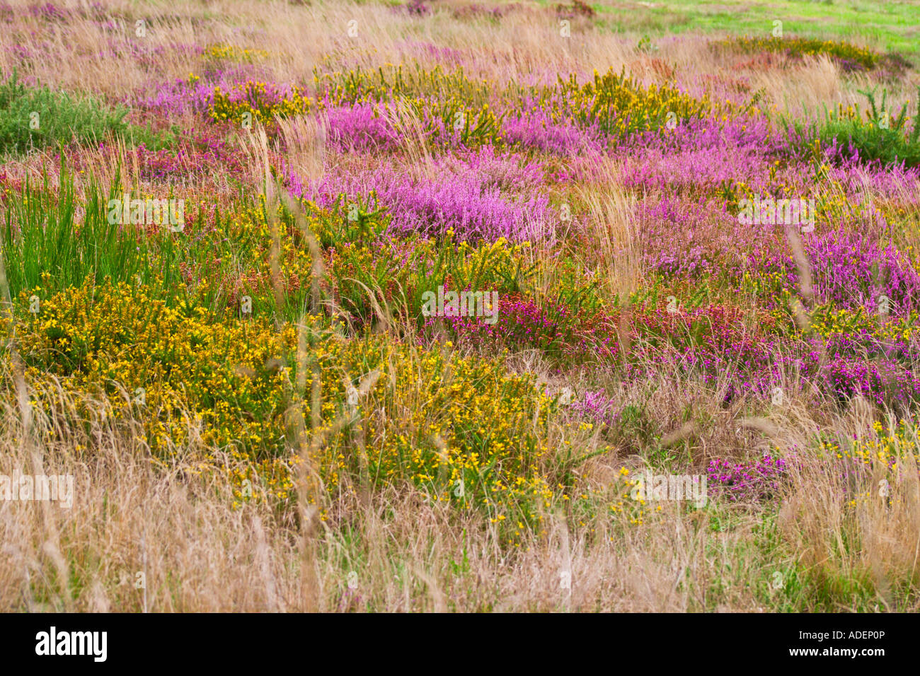 Colorful fall flowers Stock Photo
