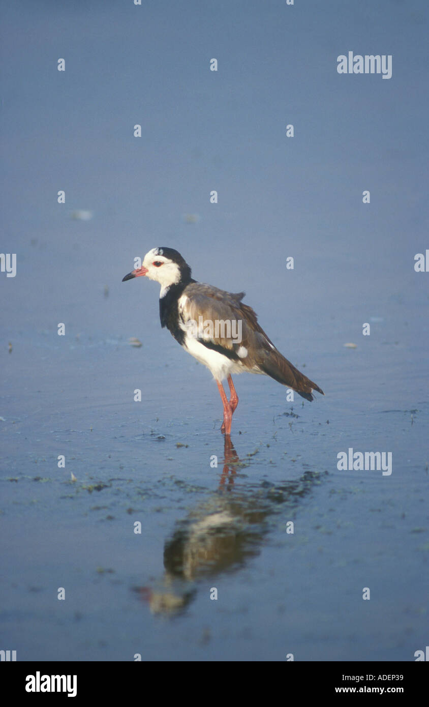 Long toed Plover standing on lake edge Stock Photo