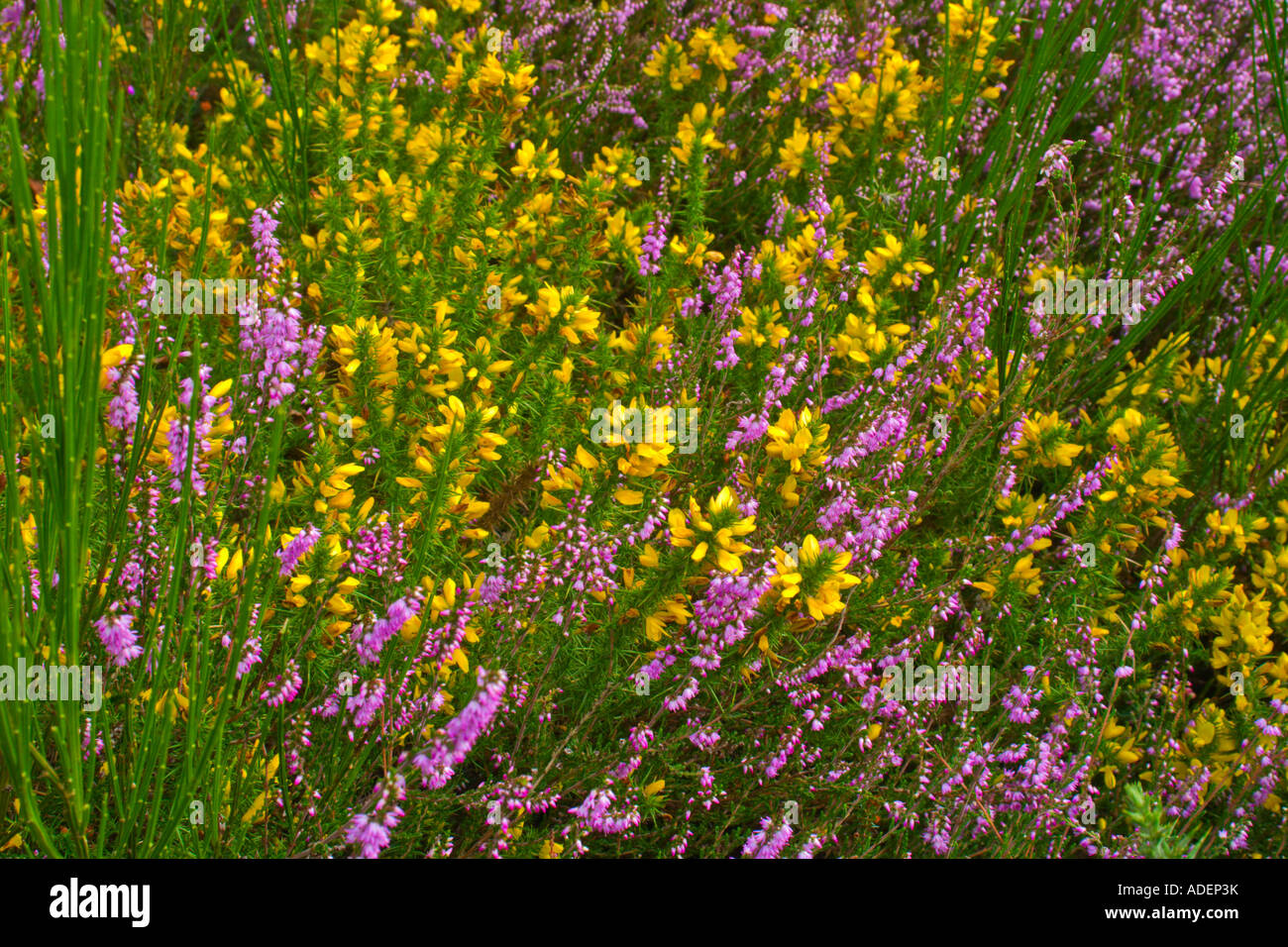 Colorful fall flowers Stock Photo
