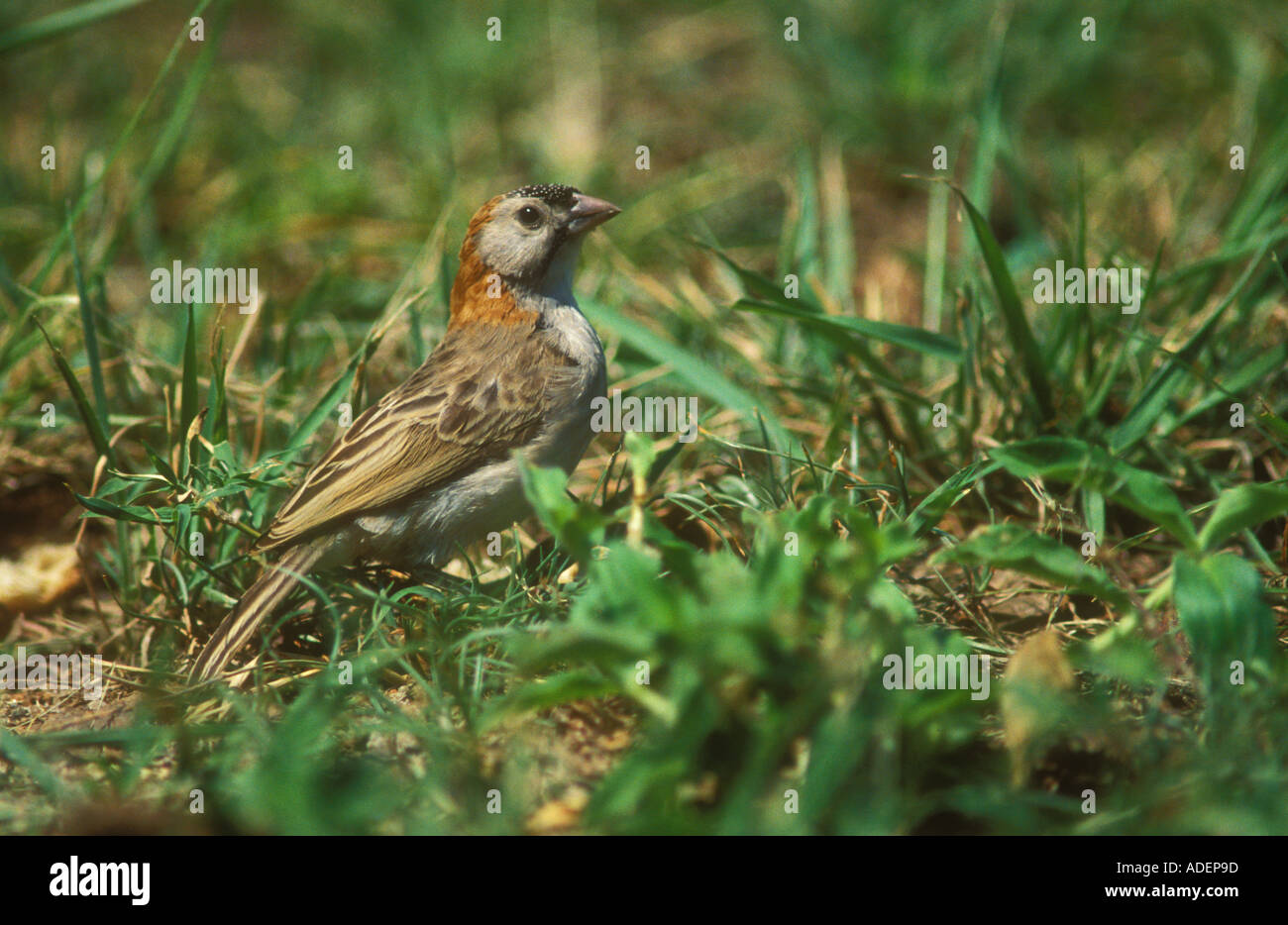 Speckle fronted Weaver feeding Stock Photo