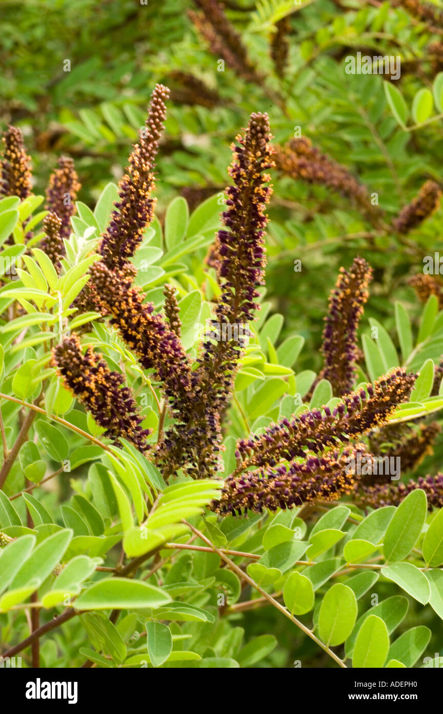 false indigo bush Leguminosae Amorpha fruticosa USA Stock Photo