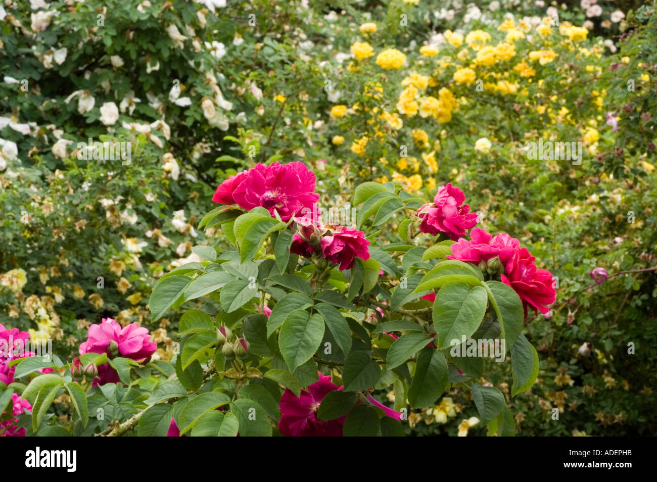 Rosa general jacqueminot rose hi-res stock photography and images - Alamy