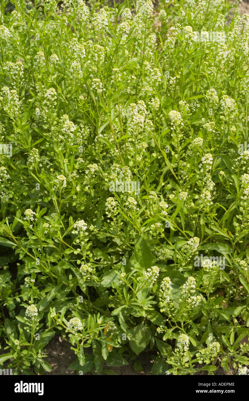 Medicinal plant Shepherds Purse Brassicaceae Capsella bursa pastoris Stock Photo