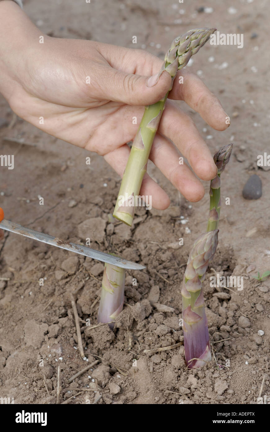 Asparagus spears in Evesham, Worcestershire Stock Photo Alamy