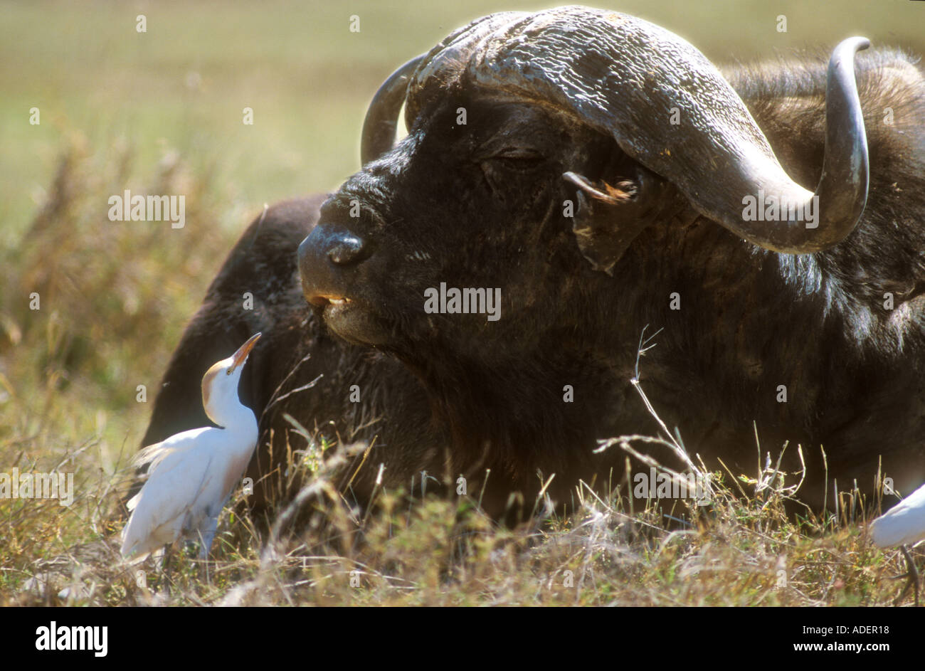 Cattle Egret catching insects from Buffalos muzzle Stock Photo