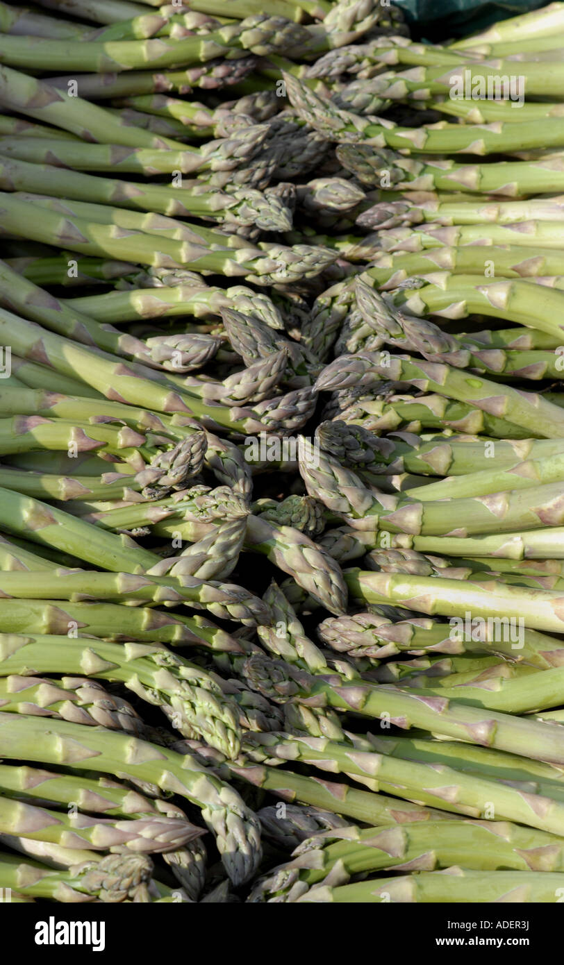 Asparagus crowns hires stock photography and images Alamy