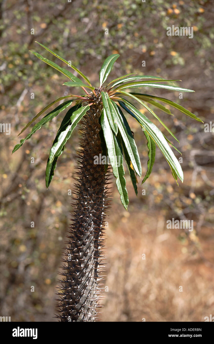Thorny forest hires stock photography and images Alamy