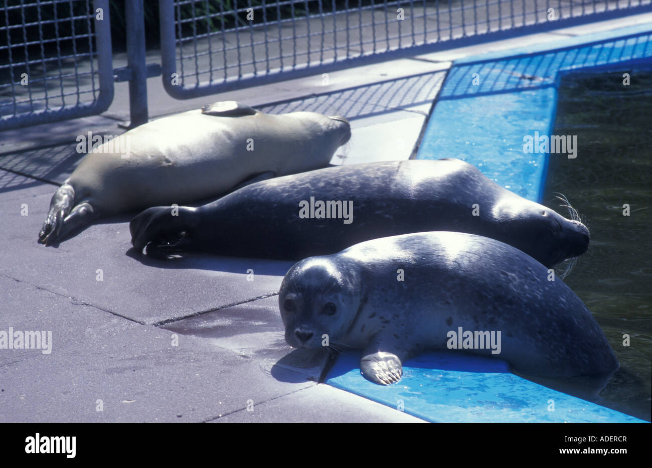Common seals at a raising station for common seals in Norddeich North