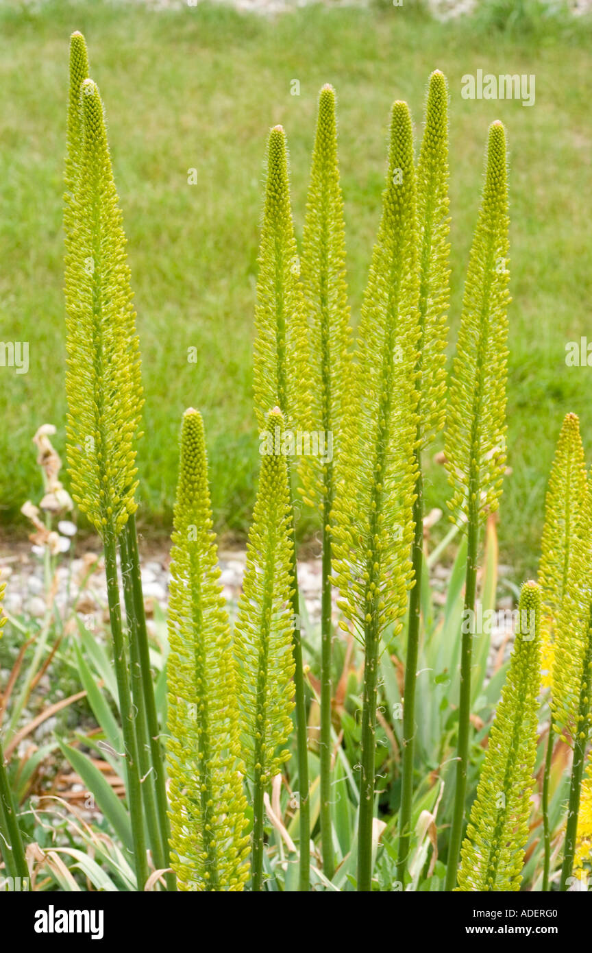 Foxtail lilly Liliaceae Eremurus stenophyllus var bungei Stock Photo