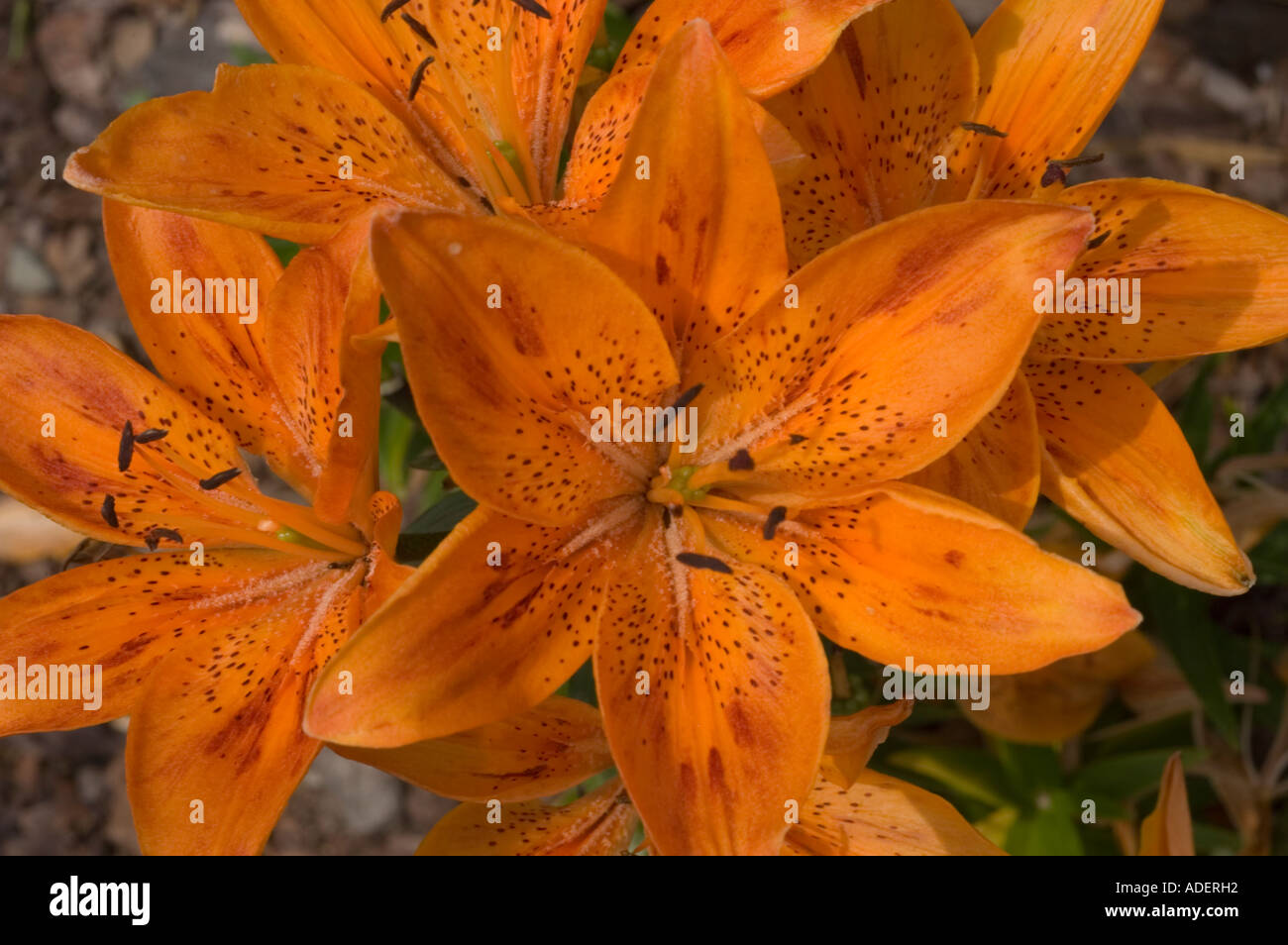 Orange lilly flowers Lilaceae Lilly Gold Perle Stock Photo