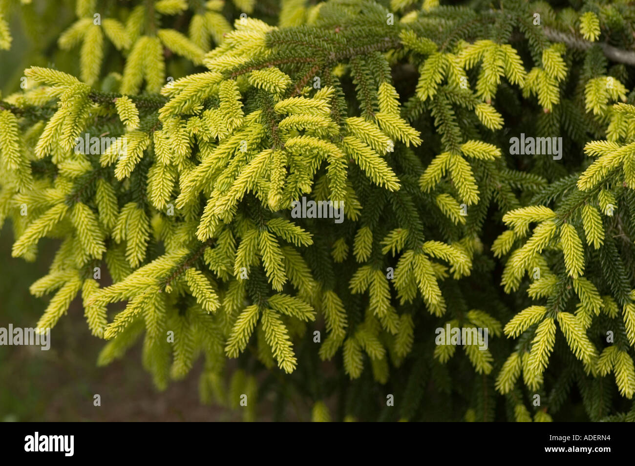 Golden oriental spruce Pinaceae Picea orientalis Aurea Caucasian range Asia Stock Photo
