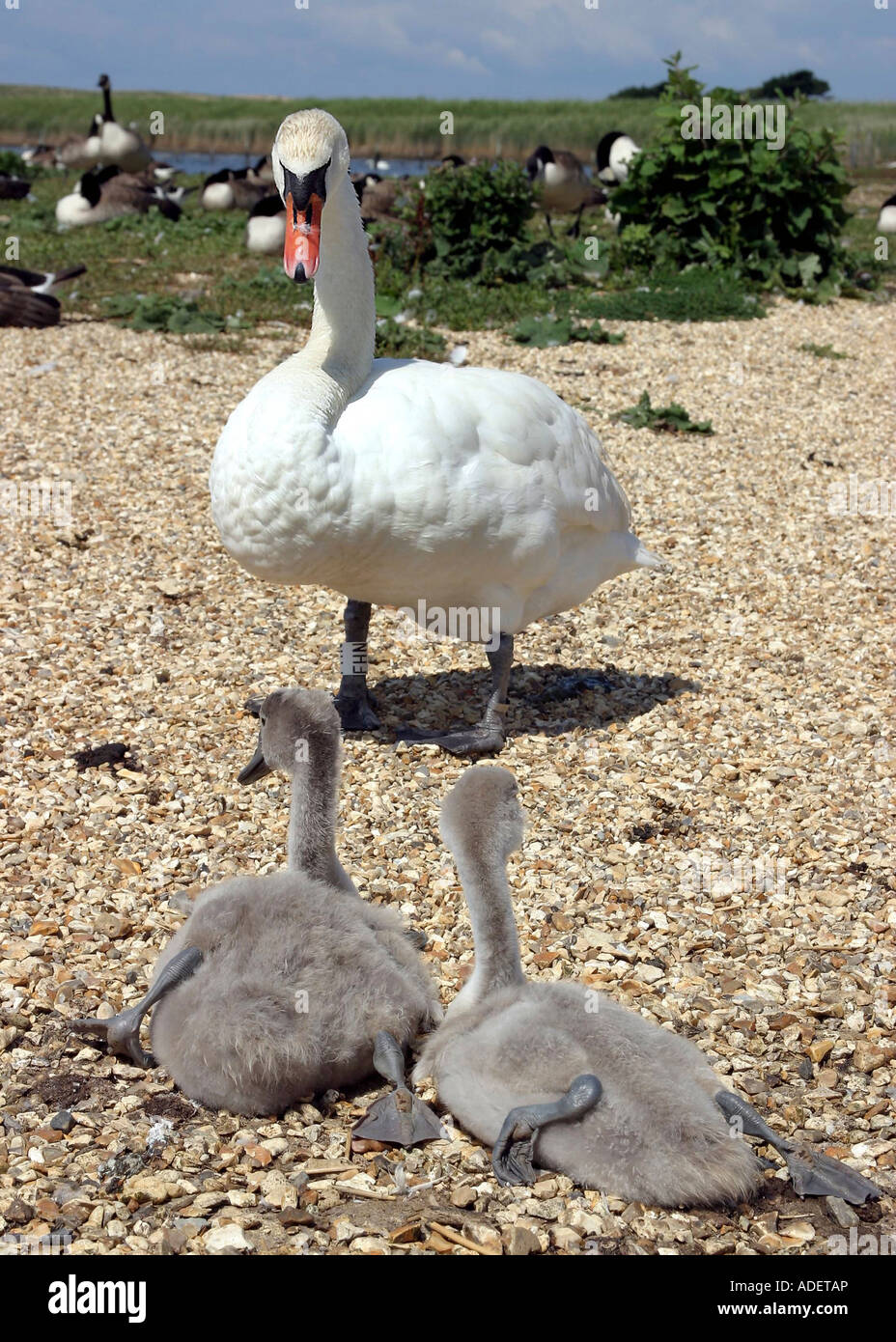 White Mute swan with a pair of cygnets at Abbotsbury Swannery Dorset UK 2006 Stock Photo