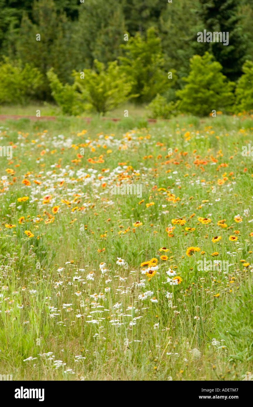 Serene forest meadow wildflowers hi-res stock photography and images ...
