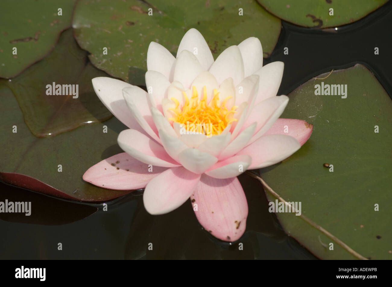 White Pink Water Lily growing in pond LATIN NAME Nymphaea Stock Photo