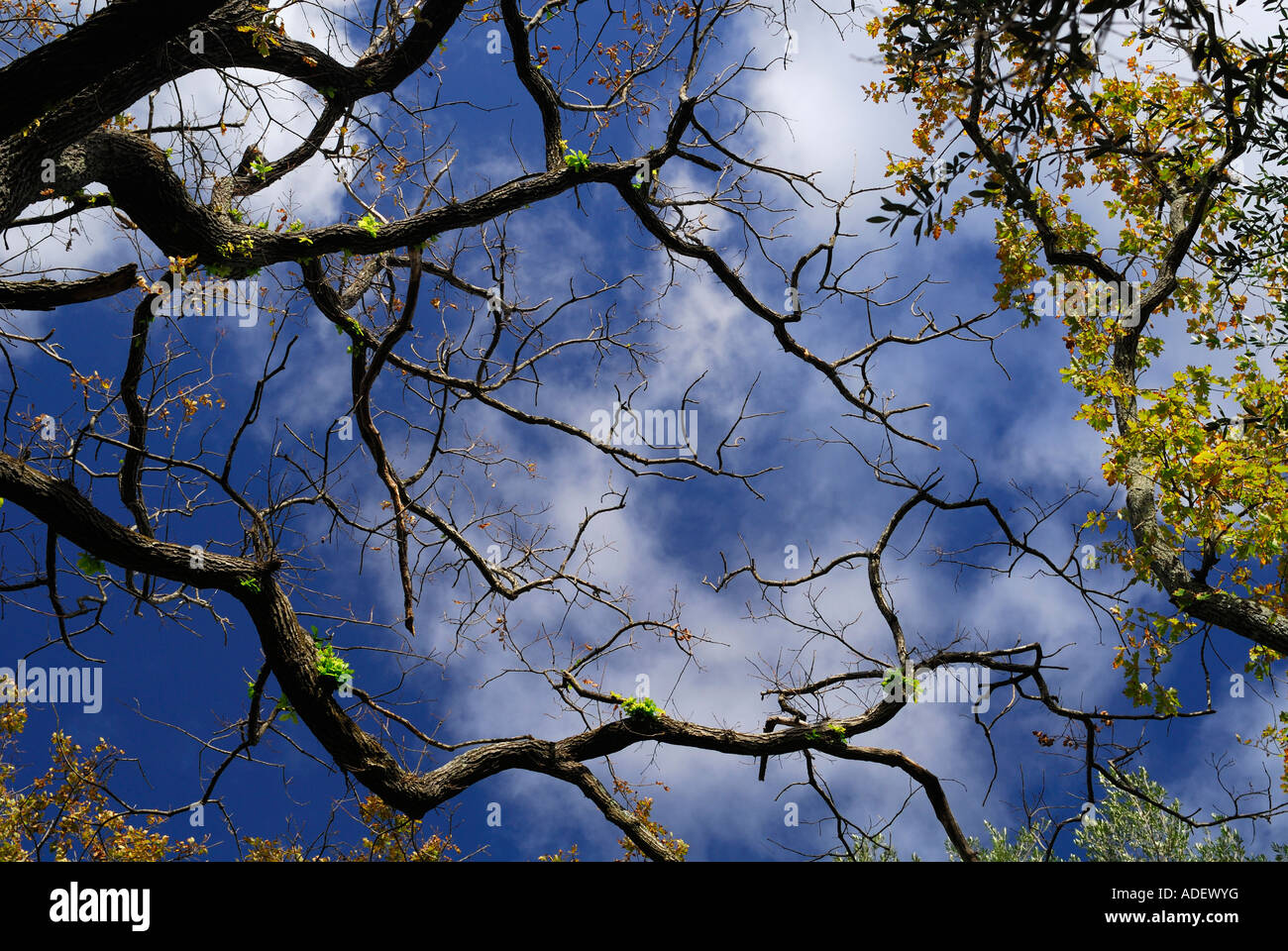 oak branches against blue sky, with clouds Stock Photo