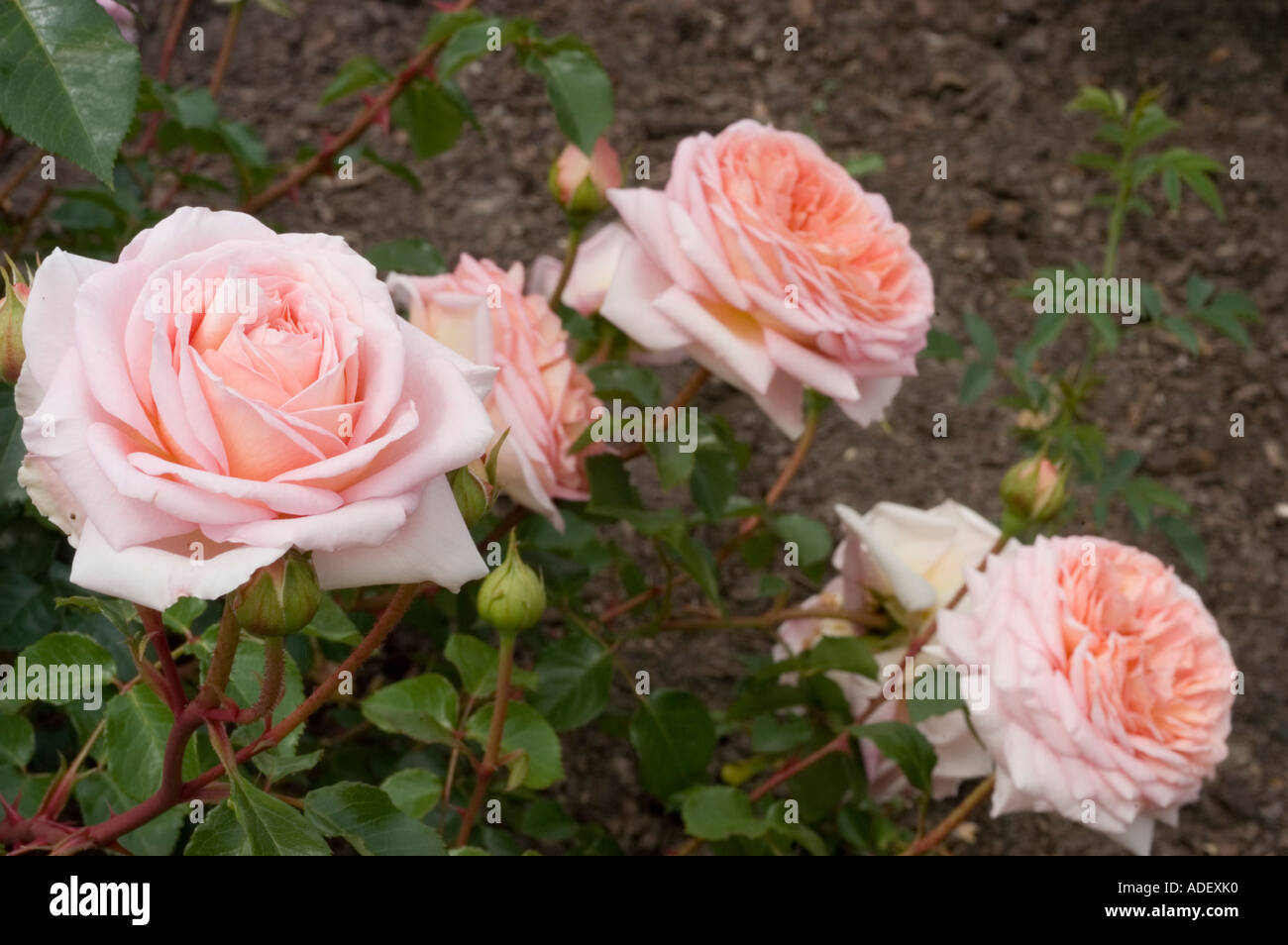 White pink English rose Rosaceae Rosa Abramham Darby syn Auscot Aloha x Yellow Cushion UK 1985 Stock Photo