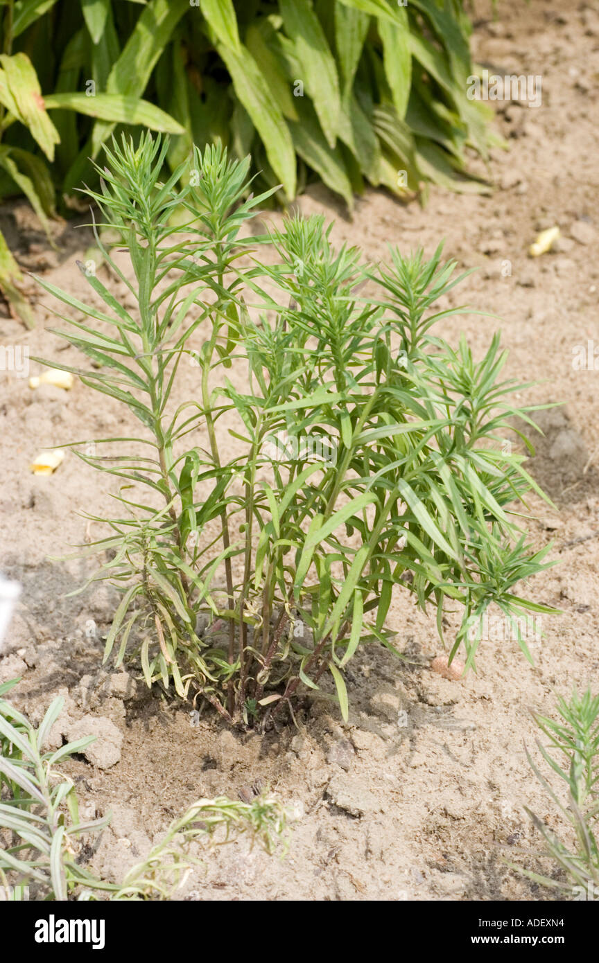 Common Toadflax (Linaria vulgaris) of the Scrophulariaceae family growing in sandy soil. Native to Europe and Asia. Stock Photo