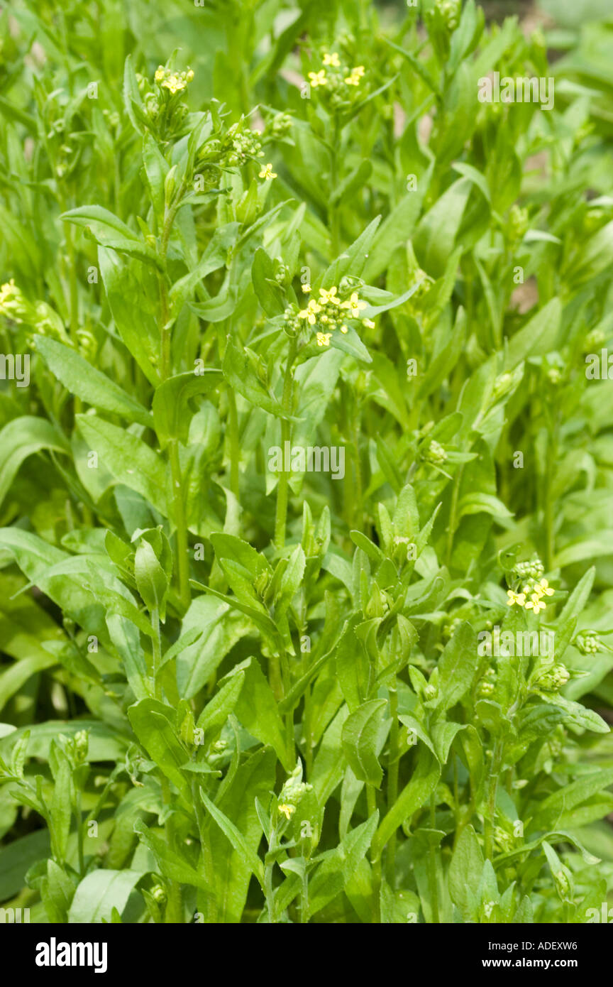 Medicinal plant Camelina falseflax linseed dodder or gold of pleasure Brassicaceae Camelina sativa Europe Turkey Stock Photo