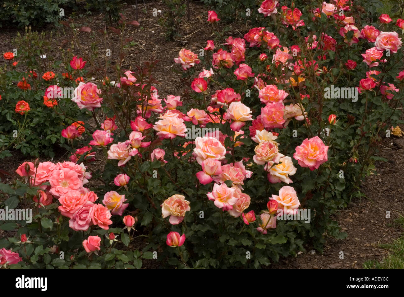 Rose rosa donatella hi-res stock photography and images - Alamy