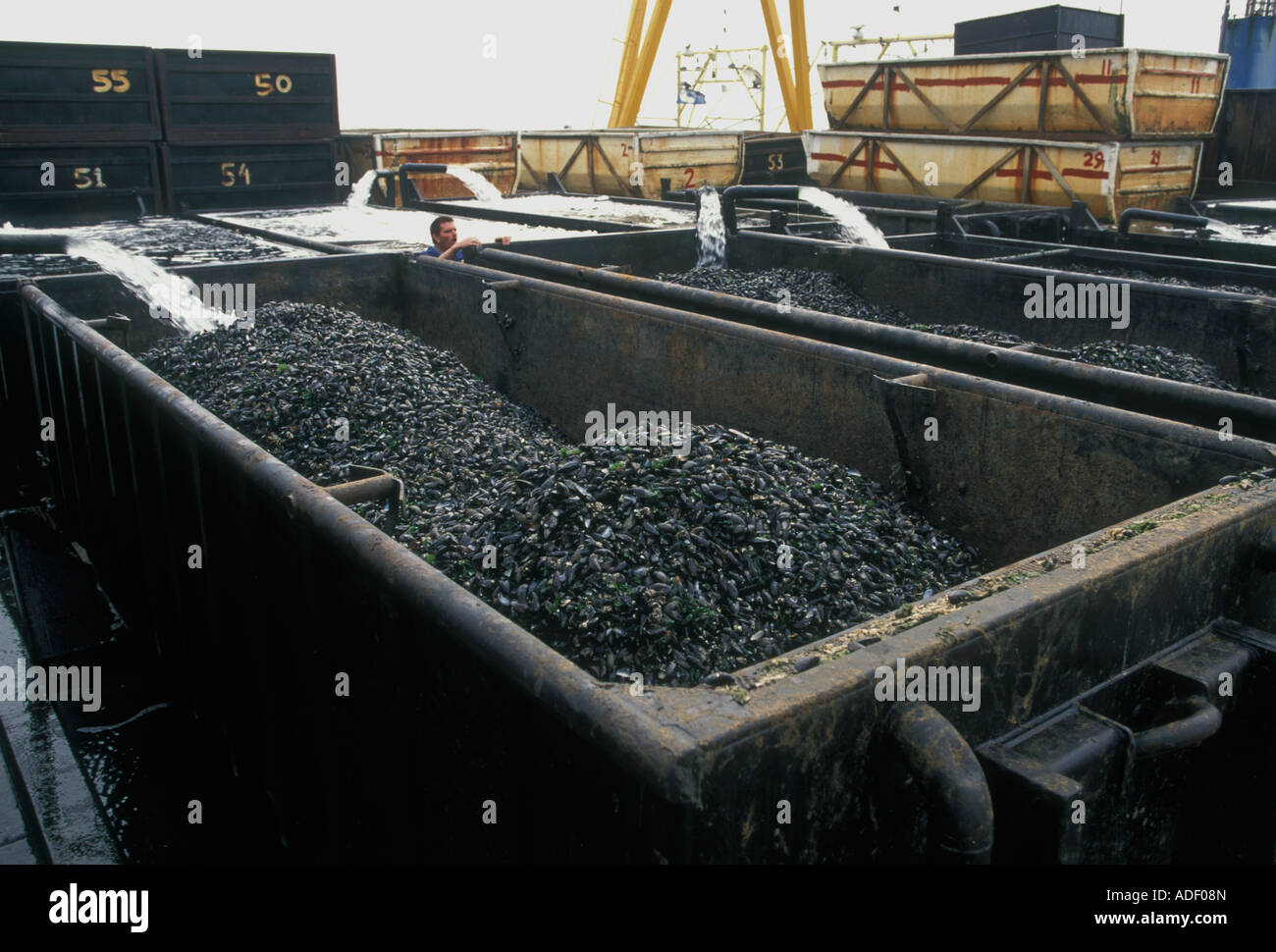 harvesting mussels, mussel harvest, Yerseke, Zeeland Province, Holland, Netherlands, Europe Stock Photo