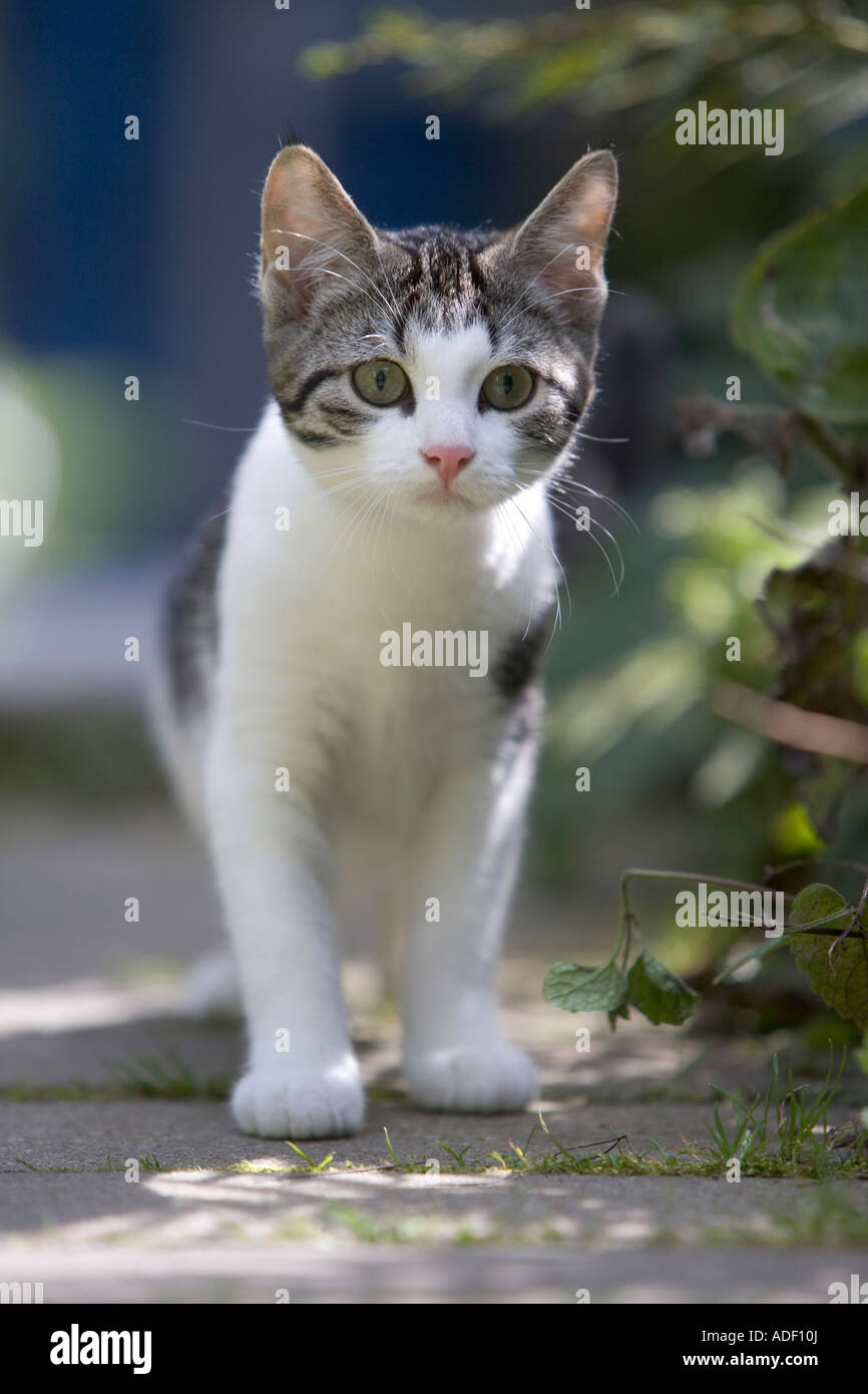 Little kitten in the garden Stock Photo - Alamy