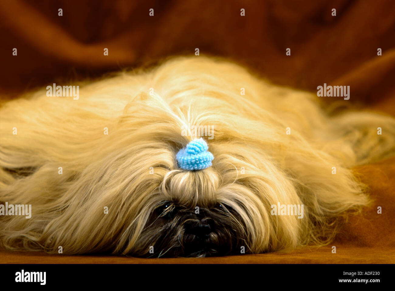 Blond Lhasa Apso dog Stock Photo