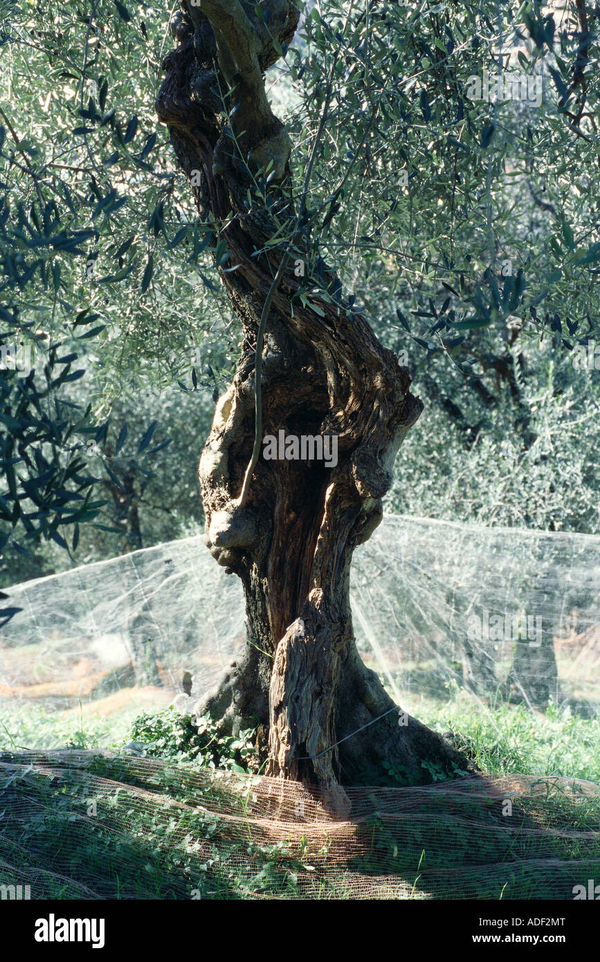 Olive tree being harvested Stock Photo