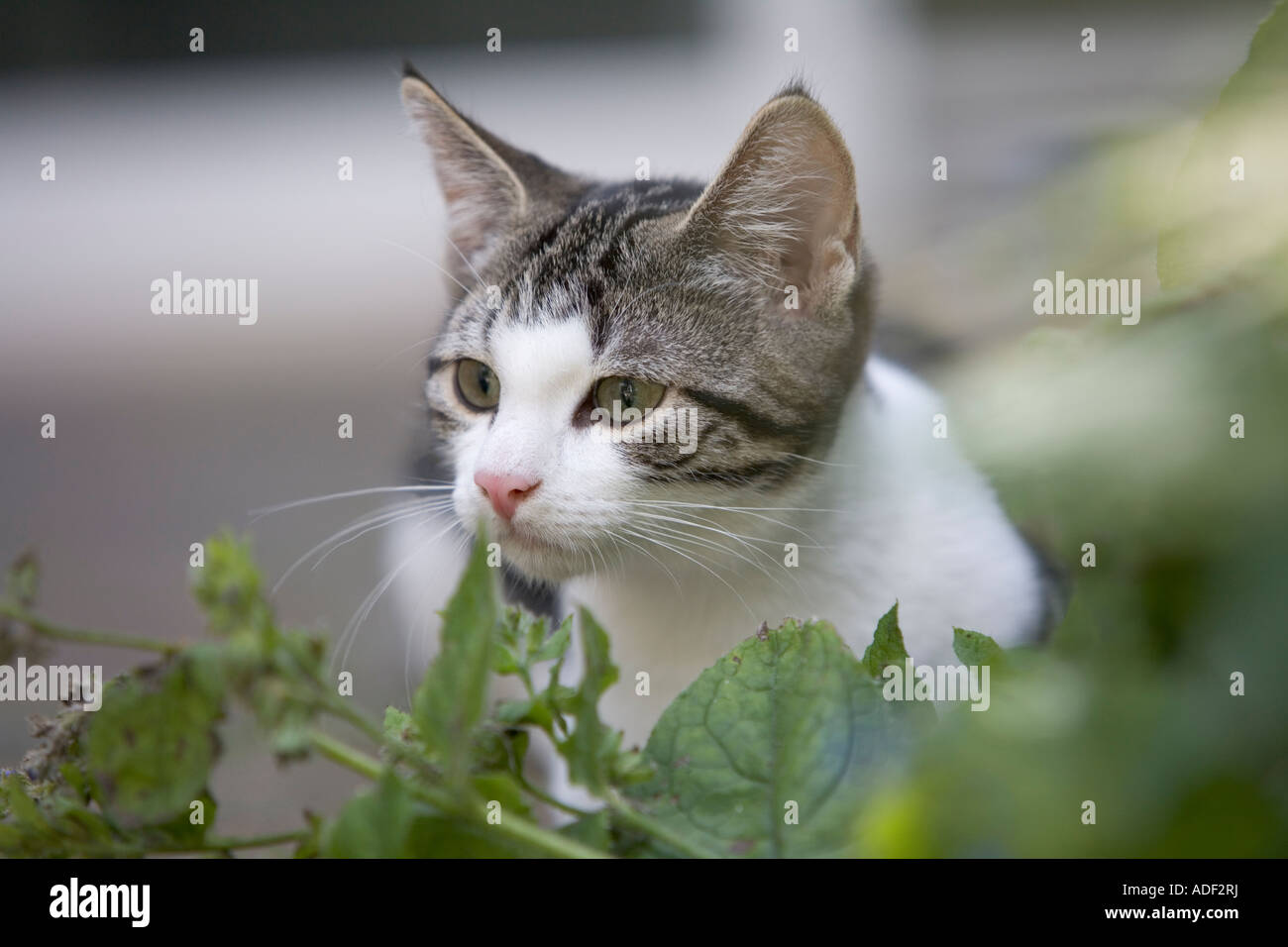 Little kitten in the garden Stock Photo - Alamy