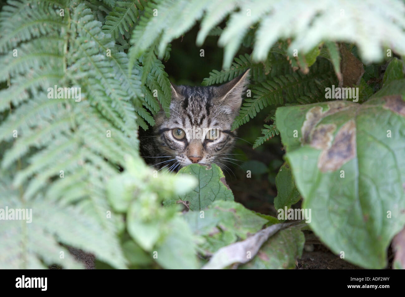 Little kitten in the garden Stock Photo - Alamy