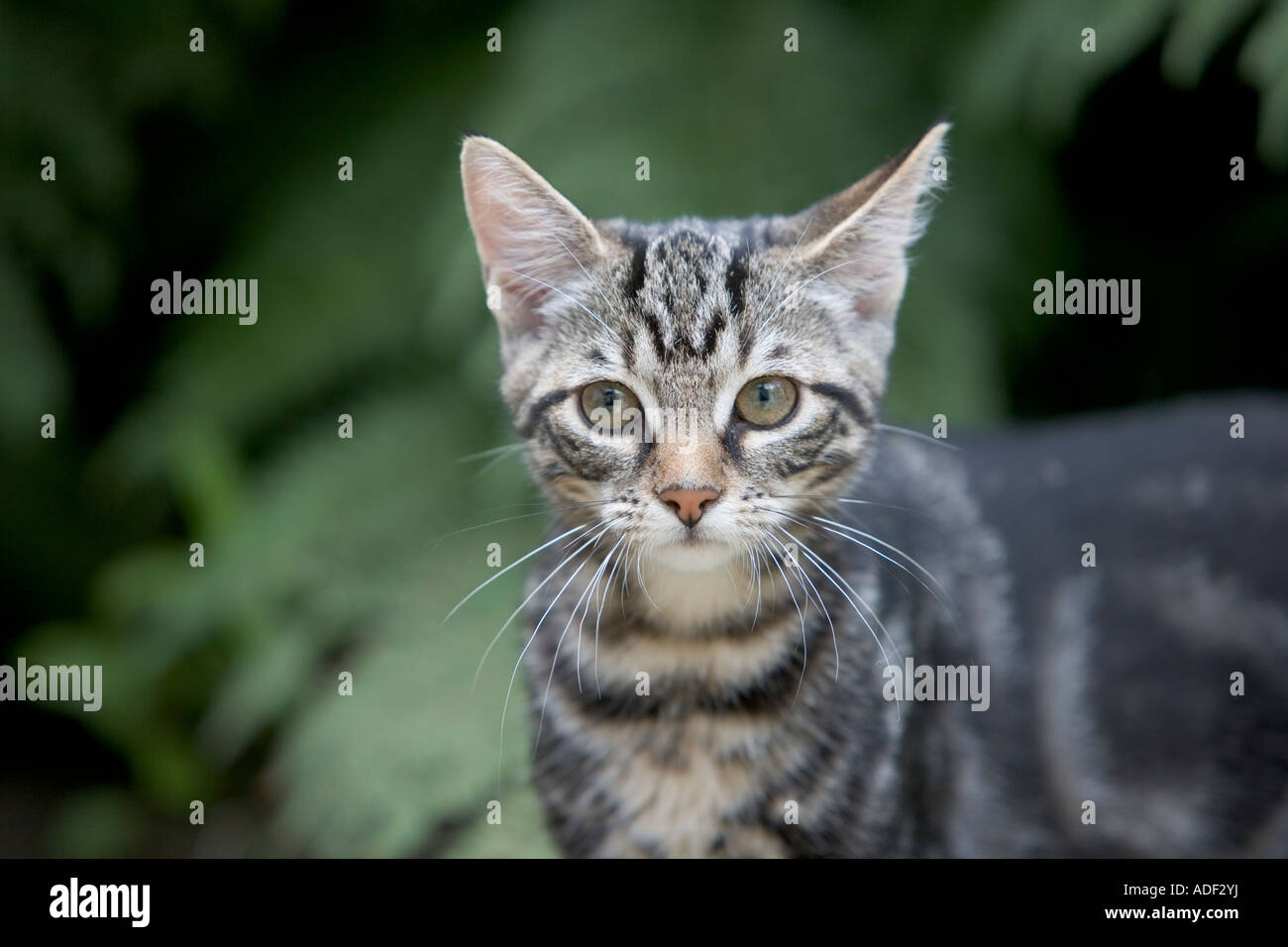 Little kitten in the garden Stock Photo - Alamy