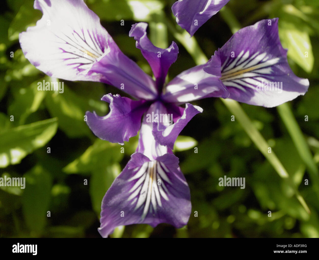 Close up of iris flower Stock Photo